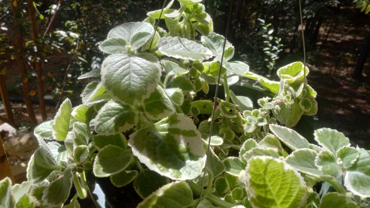 Cuban Oregano (Plectranthus x 'Nicodemus')