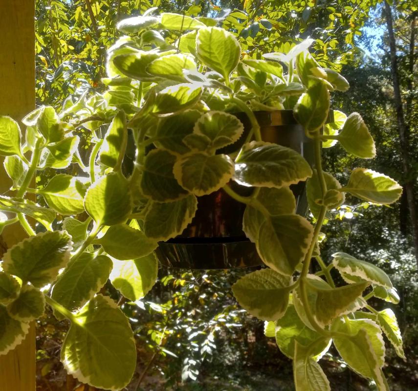 Cuban Oregano (Plectranthus x 'Nicodemus')