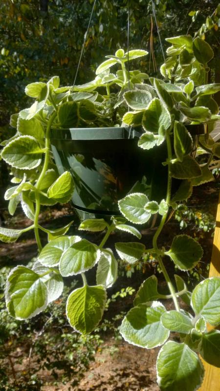Cuban Oregano (Plectranthus x 'Nicodemus')