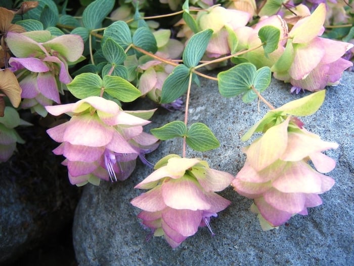 Origanum rotundifolium